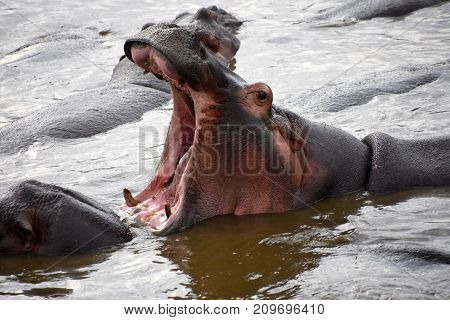 Hippopotamus amphibius opening his broad mouth at Serengeti, Tanzania