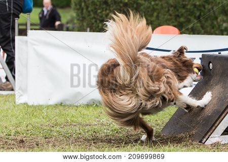 border collie collie dog dog sheepdog puppy animal nature pet outdoor park