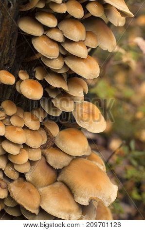 Colony of fungi on a tree trunk in autumn on blurred background