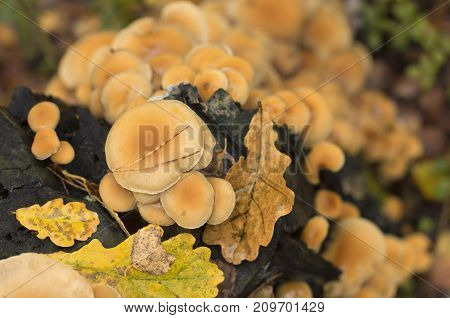 Colony of fungi on a tree trunk with fallen leaves in autumn the view from the top