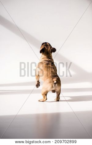 Purebred French Bulldog