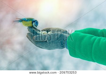 Beautifull Girl Pour Seeds In Bird Feeder In Winter Snowy Garden. Bluetit Perched On A Girls Hand In