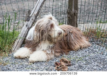 bearded collie dog whi animal mammal nature sheepdog domestic pet canine portrait