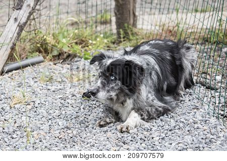 border collie collie dog dog sheepdog puppy animal nature pet outdoor park