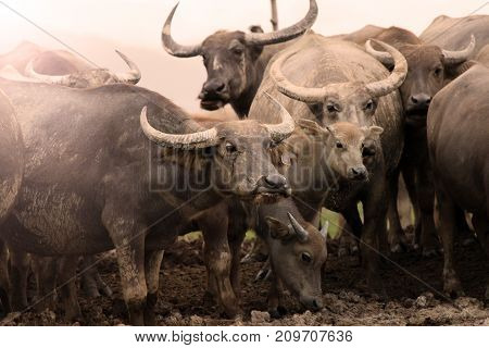 Thai buffalo, Thasala Nakhon Si Thammarat Thailand