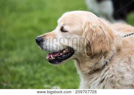 retriever golden dog animal portrait pet canine adult outodoor domestic friend doggy