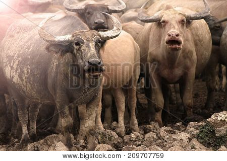 Thai buffalo, Thasala Nakhon Si Thammarat Thailand