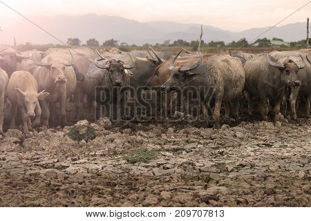 Thai buffalo, Thasala Nakhon Si Thammarat Thailand