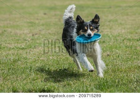 Border collie shepherd dog portrait outdoors adult fresbee