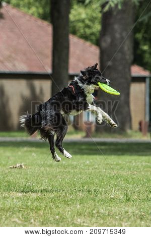 Border collie shepherd dog portrait outdoors adult fresbee