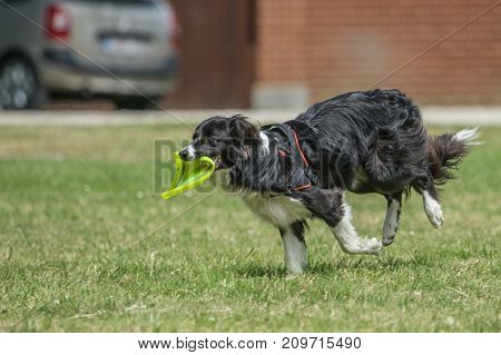 Border collie shepherd dog portrait outdoors adult fresbee