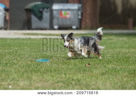 Border collie shepherd dog portrait outdoors adult fresbee