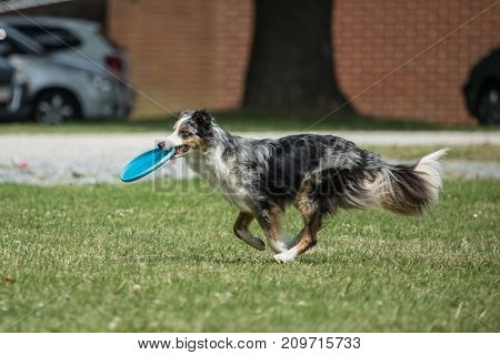 Border collie shepherd dog portrait outdoors adult fresbee