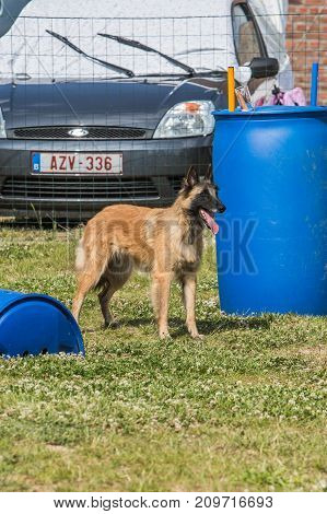 chien berger belge malinois portrait à l'extérieur