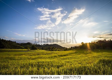 Beautiful landscape at rice field. Yellow rice waiting for harvest season among in the nature with blue sky at sunset.
