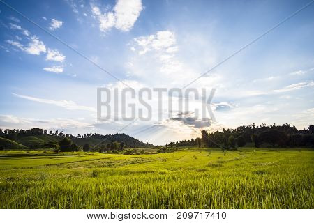 Beautiful landscape at rice field. Yellow rice waiting for harvest season among in the nature with blue sky at sunset.