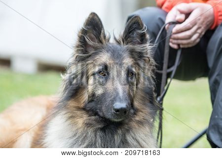 Belgian Shepherd dog malinois portrait outdoors training