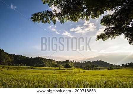 Beautiful landscape at rice field. Yellow rice waiting for harvest season among in the nature with blue sky at sunset.