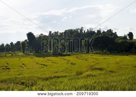 Beautiful landscape at rice field. Yellow rice waiting for harvest season among in the nature with blue sky at sunset.