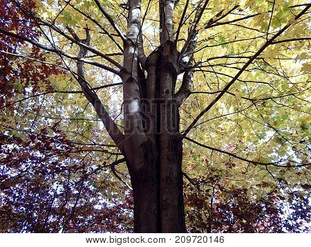 Colored maple leaf , (Acer pseudoplatanus) , Autumn-colors
