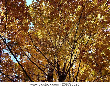 Colored maple leaf , (Acer pseudoplatanus) , Autumn-colors