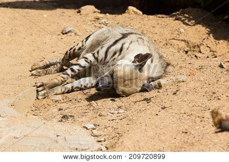 Striped hyena rests after night hunting, on hot African sand in the early morning