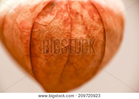 Abstract Phisalys Background Chinese Lantern Orange Macro