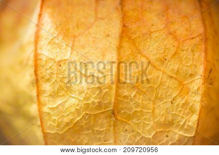 Abstract Phisalys Background Chinese Lantern Orange Macro