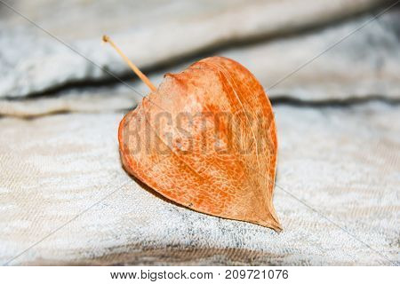 Abstract Phisalys Background Chinese Lantern Orange Macro