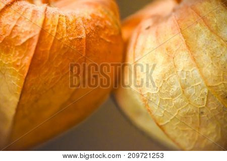 Abstract Phisalys Background Chinese Lantern Orange Macro