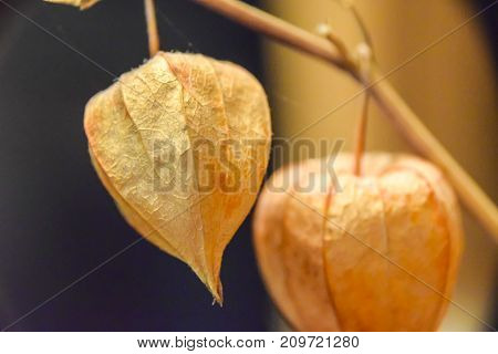 Dry Branches Chinese Phyllis Lantern Orange Background