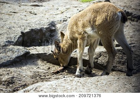 The kid of the East Caucasian tour is playing at the rocks under the supervision of the mother