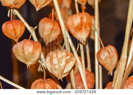 Dry Branches Chinese Phyllis Lantern Orange Background