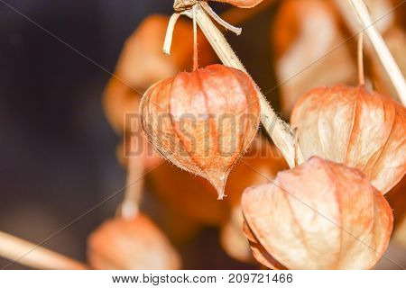 Dry Branches Chinese Phyllis Lantern Orange Background