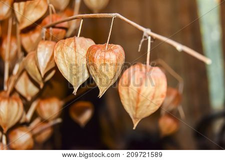 Dry Branches Chinese Phyllis Lantern Orange Background