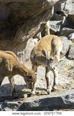 The kid of the East Caucasian tour is playing at the rocks under the supervision of the mother