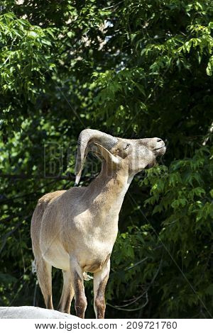 East Asian Tur The species is included in the Red Book of the IUCN International Union for Conservation of Nature