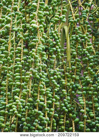 Fishtail Palm seeds small round green fruits of tropical tree.