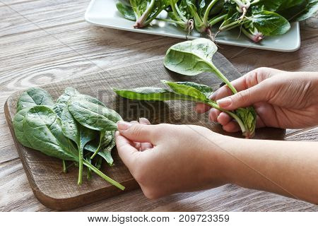 woman hands holding spinach at home. healthy eating baby food diet and cooking concept - Girl's hands tear the spinach.