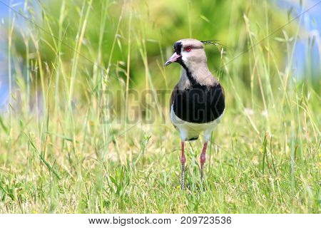 Southern Lapwing (vanellus Chilensis)
