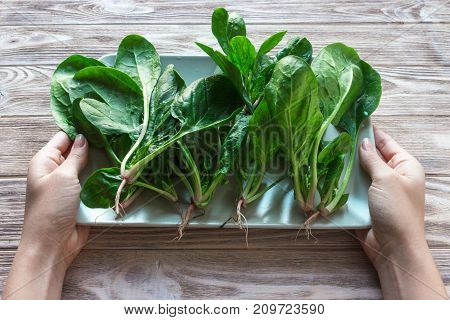 Fresh Baby spinach heart shape leaf on white plate blue wooden background. Top view with copy space. Love Healthy Ecology concept horizontal