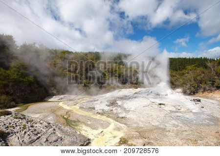 Lady Knox Geyser erupting at Wai-O-Tapu Geothermal Wonderland near Rotorua in New Zealand
