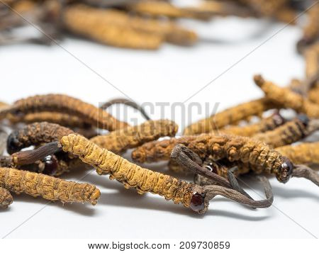 clouse up Ophiocordyceps sinensis (CHONG CAO DONG CHONG XIA CAO) this is a herbs. Medicinal properties in the treatment of diseases.Concept of Viagra of Oriental.