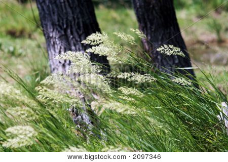 auf der grünen Wiese Wind
