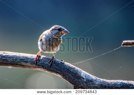 Portrait of an adult female of a house sparrow or Passer domesticus