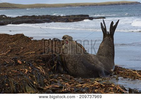 Male Southern Elephant Seal (Mirounga leonina) pirouettes to see a rival whilst on a kelp strewn beach on Sea Lion Island in the Falkland Islands.