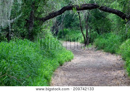 walking path along green grass with canopy of trees