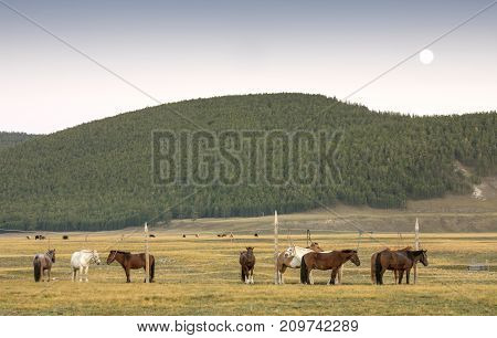 horses in a landscape of northern mongolia