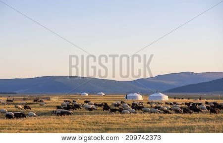 ger ian sheep in a landscape of northern Mongolia