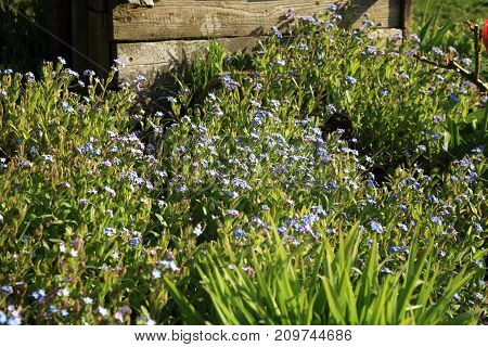 Blue Myosotis called forget-me-not blooming in garden in Poland. Garden with old doghouse.